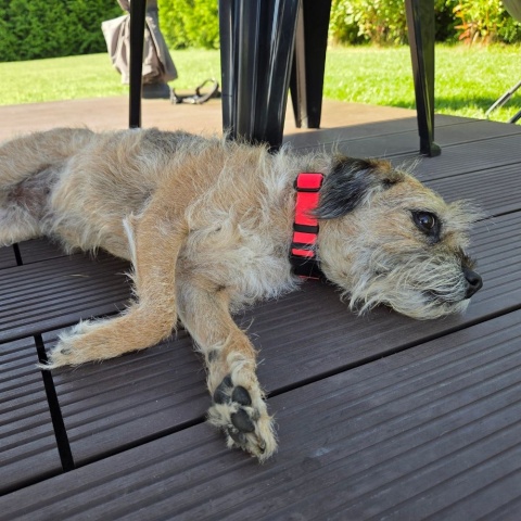 Obroża na klamrę 16mm z regulacją obwodu