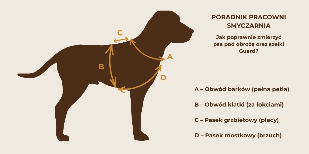 Jak poprawnie zmierzyć psa pod obrożę i szelki? Kompletny przewodnik pracowni Smyczarnia