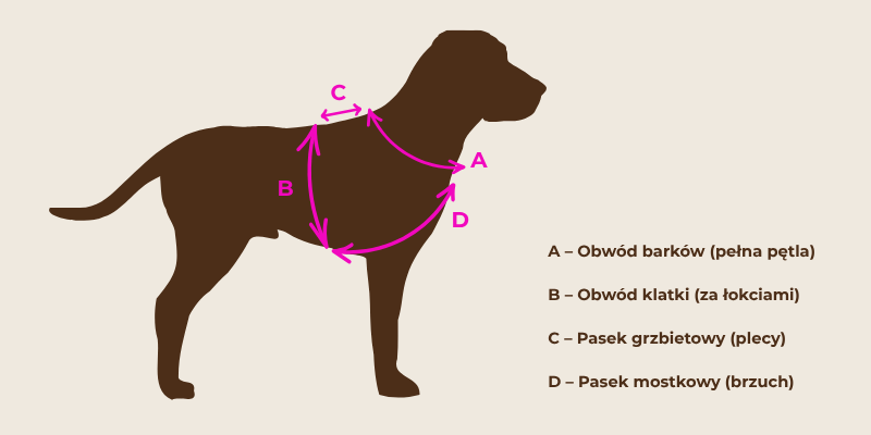 Schemat prawidłowego mierzenia psa pod szelki guard – punkty pomiarowe A, B, C, D